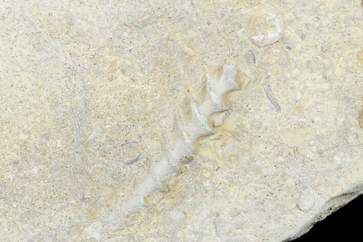 Archimedes Screw Bryozoan Fossil - Alabama #178215